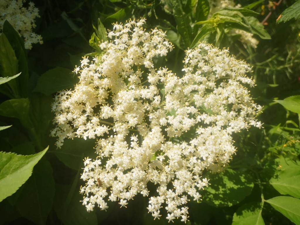 Holunder – lecker, hübsch & gesund