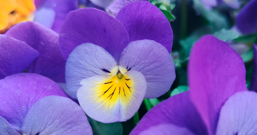 Flower Power – Essbare Blüten